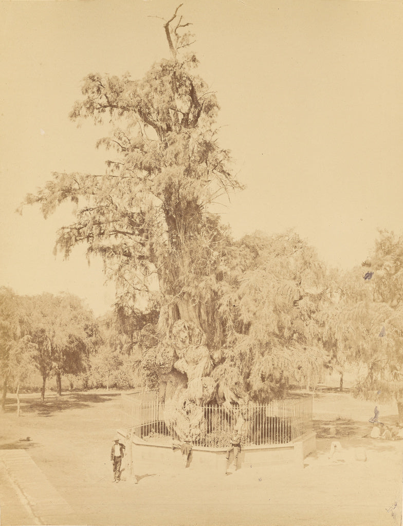 Abel Briquet:Mexico. Hernan Cortes' Tree Near Mexico., Poster Print Wall Art