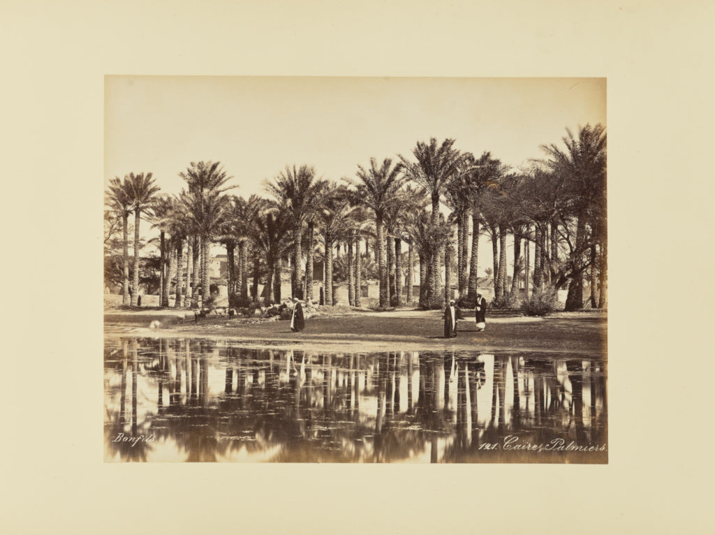 Félix Bonfils:Caire, Palmiers, Poster Print Wall Art