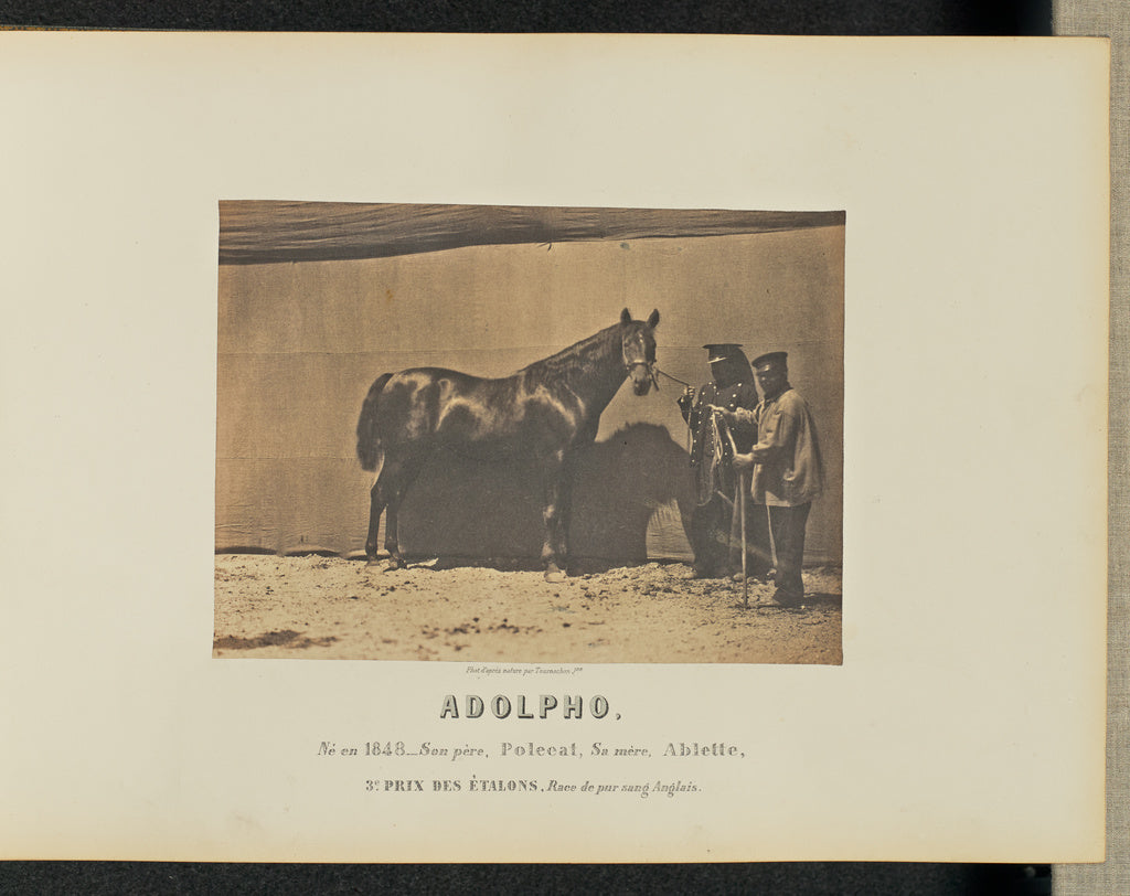 Adrien Alban Tournachon:Adolpho, Poster Print Wall Art