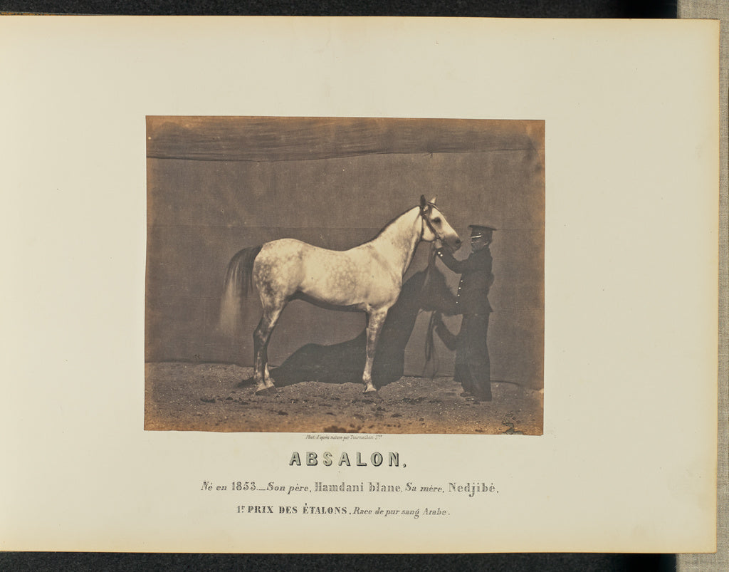 Adrien Alban Tournachon:Absalon, Poster Print Wall Art