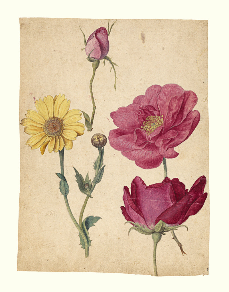 Jacques Le Moyne de Morgues:A Sheet of Studies with French R, Poster Print Wall Art