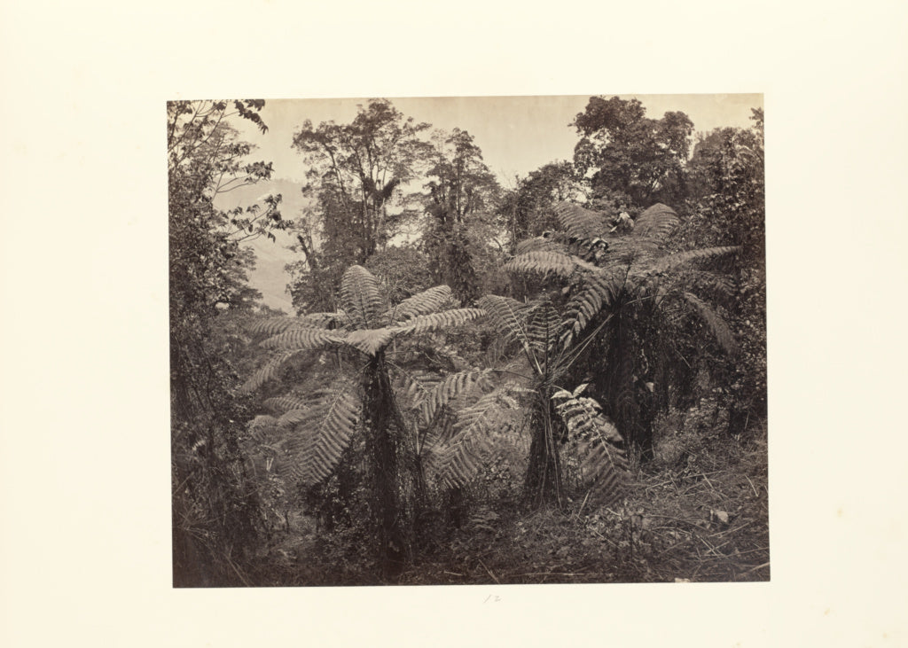 Samuel Bourne:Darjeeling; Group of Tree Ferns at Lebong, Poster Print Wall Art