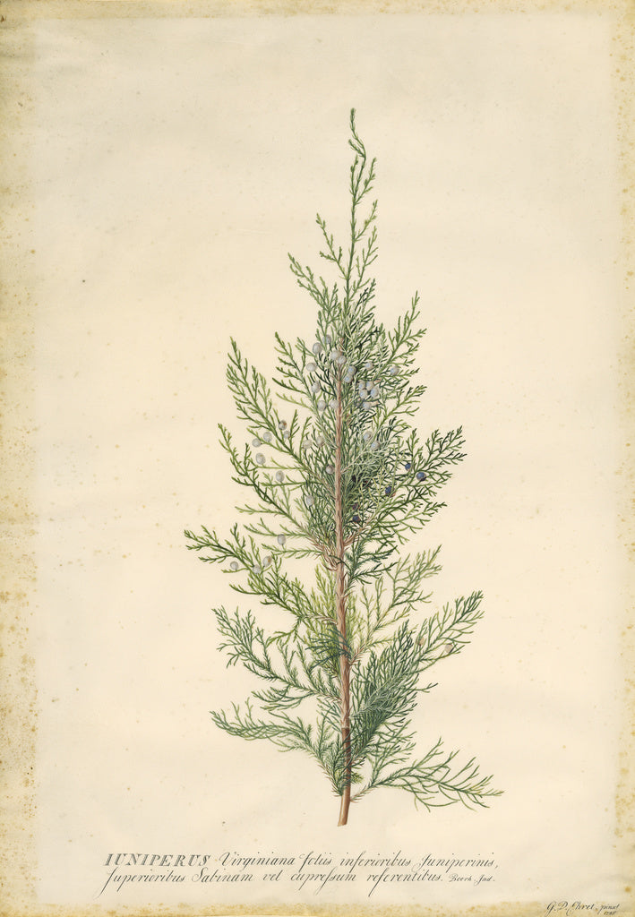Georg Dionysius Ehret:Juniper, Poster Print Wall Art