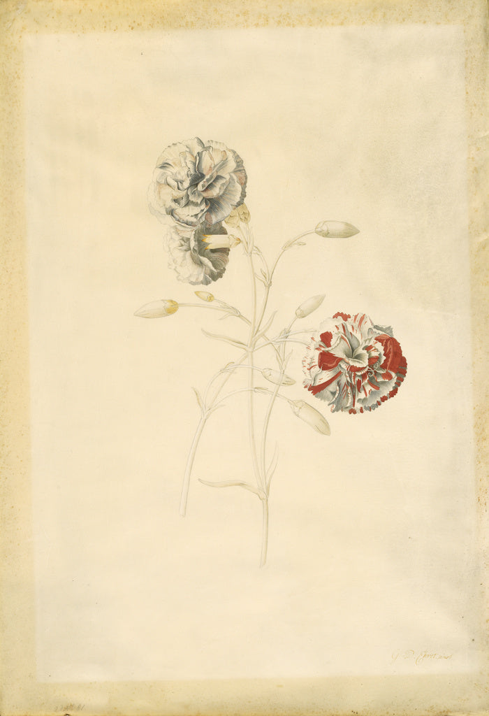 Georg Dionysius Ehret:Carnations, Poster Print Wall Art