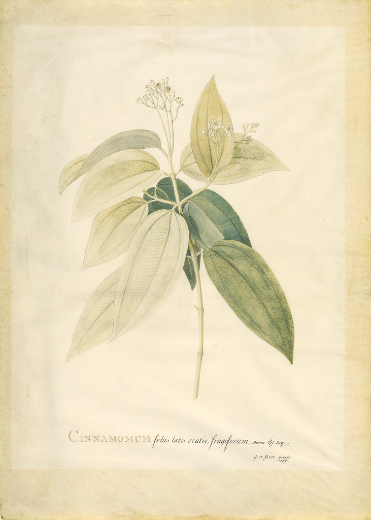 Georg Dionysius Ehret:Cinnamomum, Poster Print Wall Art