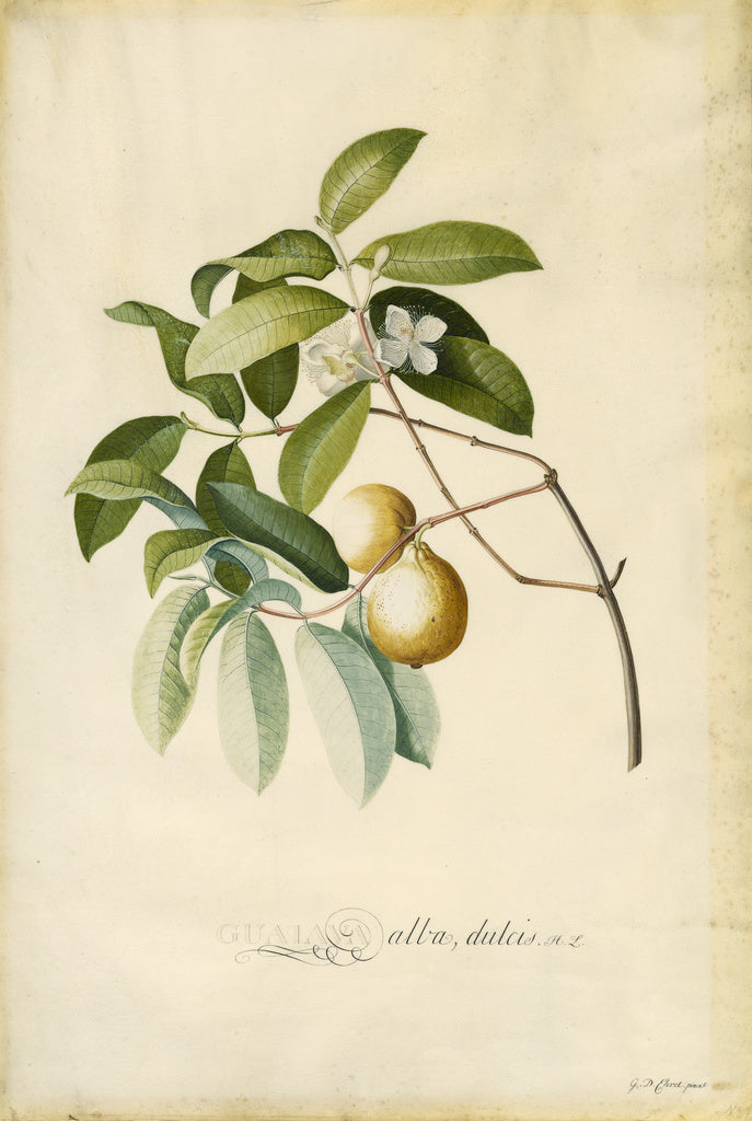 Georg Dionysius Ehret:Guava, Poster Print Wall Art