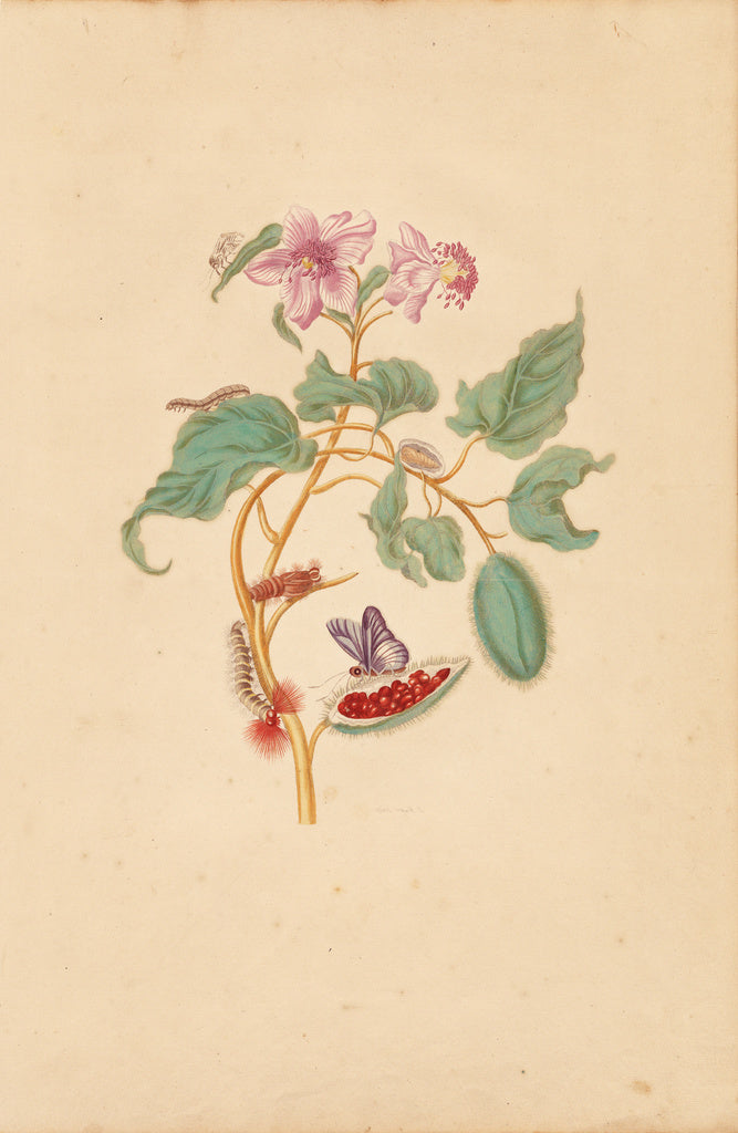 Maria Sibylla Merian:The Rocu Tree with Caterpillars, Moths,, Poster Print Wall Art