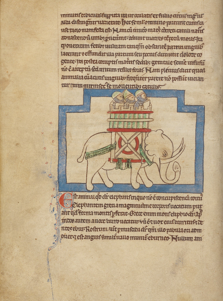 Unknown:An Elephant, Poster Print Wall Art