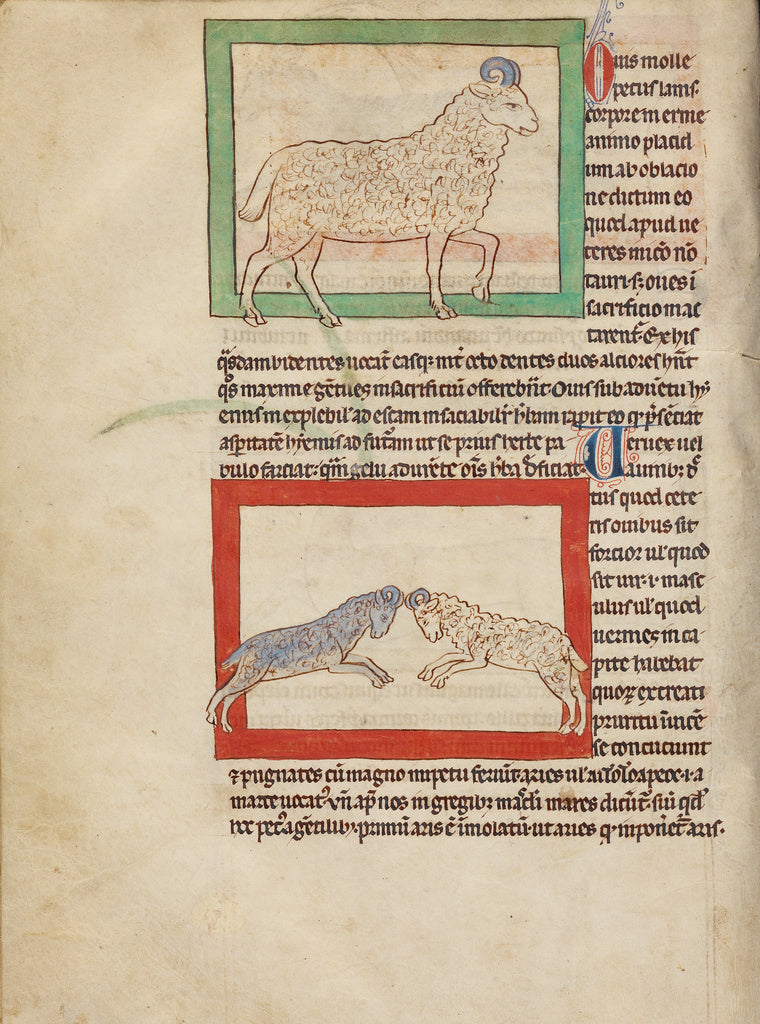 Unknown Artist:A Sheep; A Ram, Poster Print Wall Art