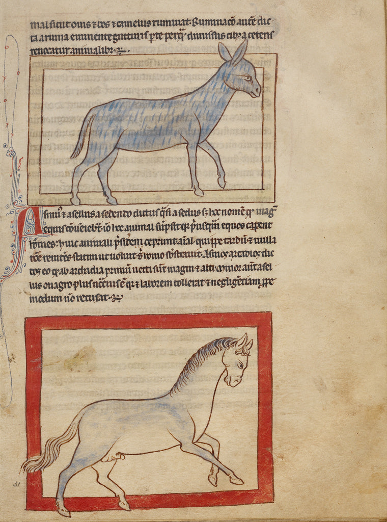 Unknown Artist:A Donkey; A Horse, Poster Print Wall Art