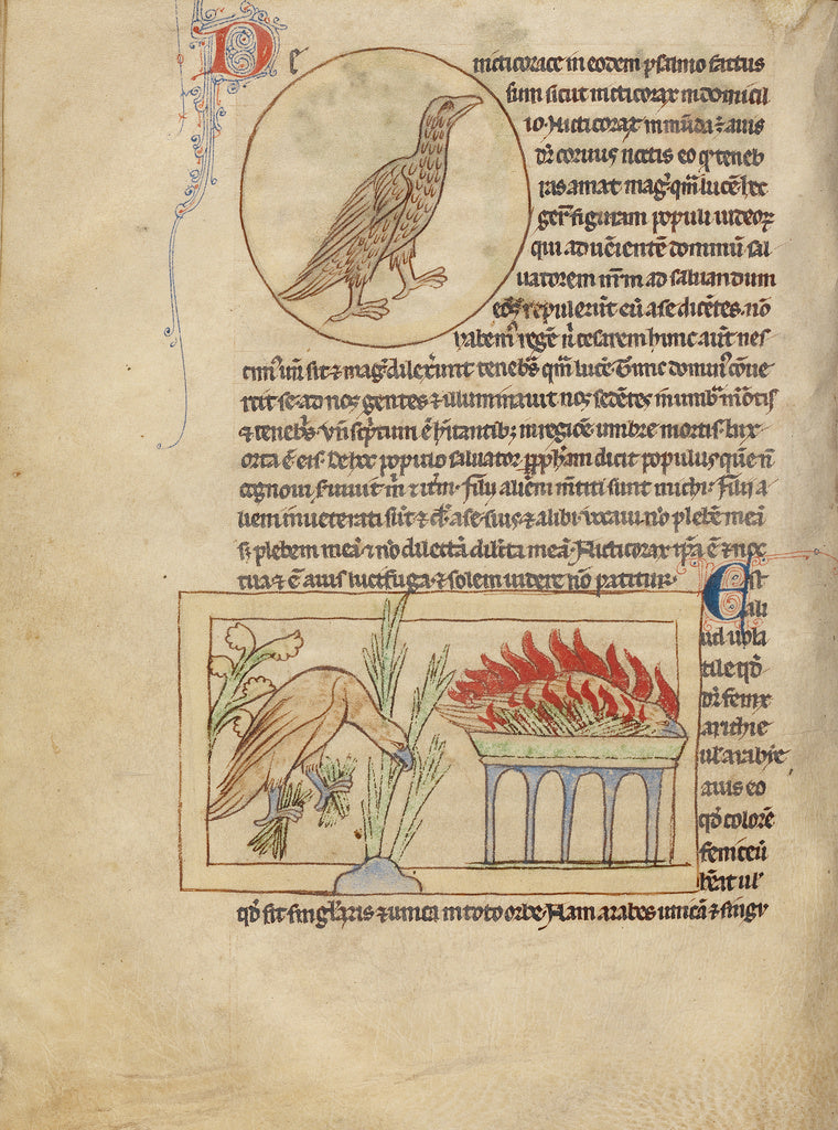 Unknown:An Owl; Phoenixes, Poster Print Wall Art