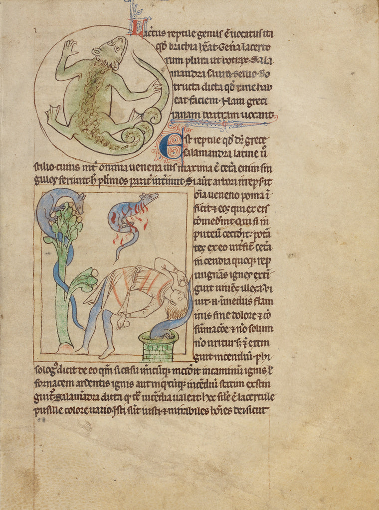Unknown Artist:A Lizard; Salamanders, Poster Print Wall Art