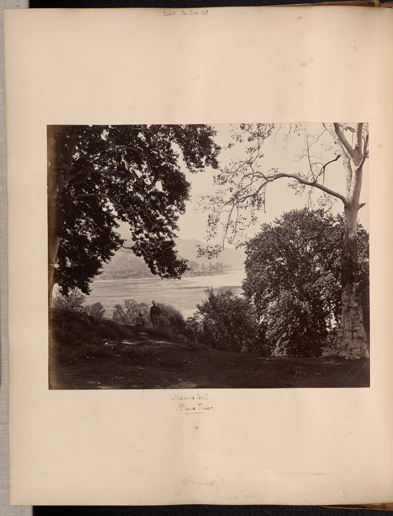 Samuel Bourne:Manus Bul, Plane Trees, Poster Print Wall Art