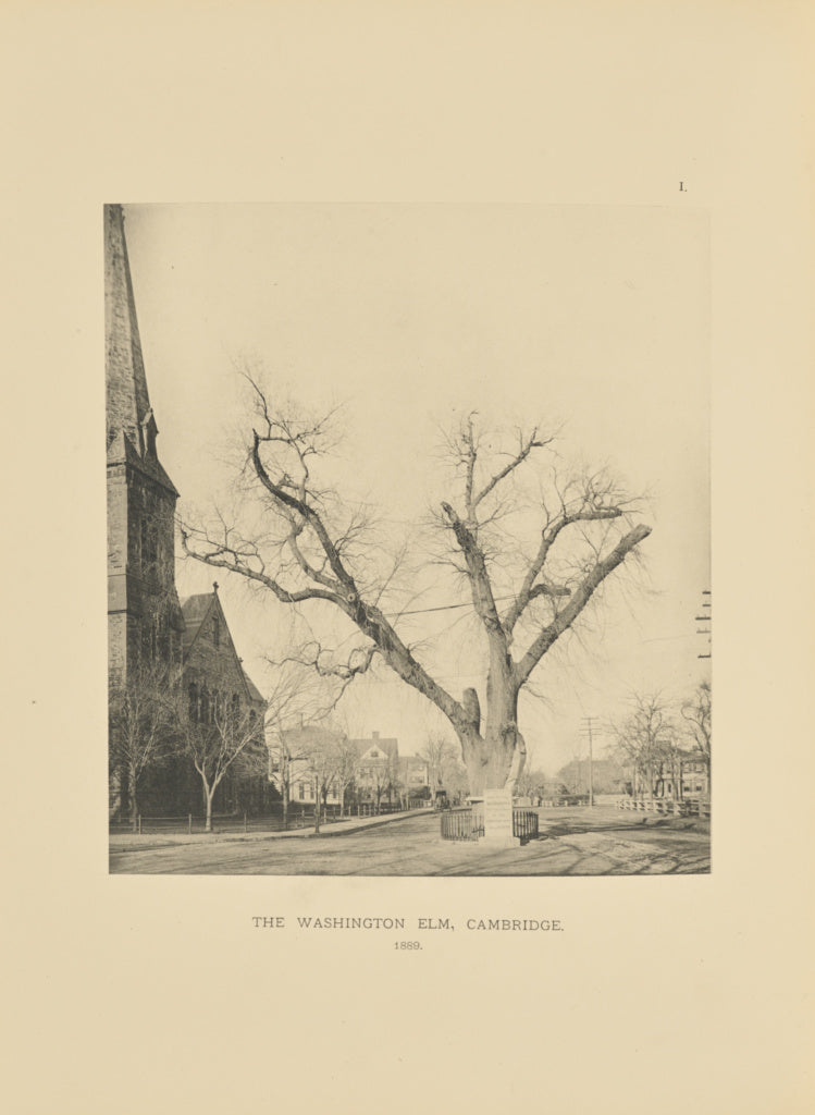 Henry Brooks:The Washington Elm, Cambridge, Poster Print Wall Art