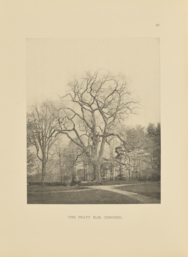 Henry Brooks:The Pratt Elm, Concord, Poster Print Wall Art