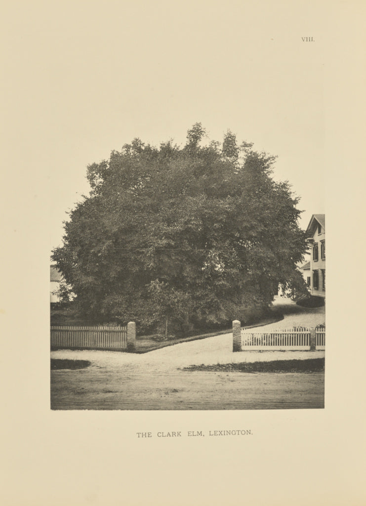 Henry Brooks:The Clark Elm, Lexington, Poster Print Wall Art