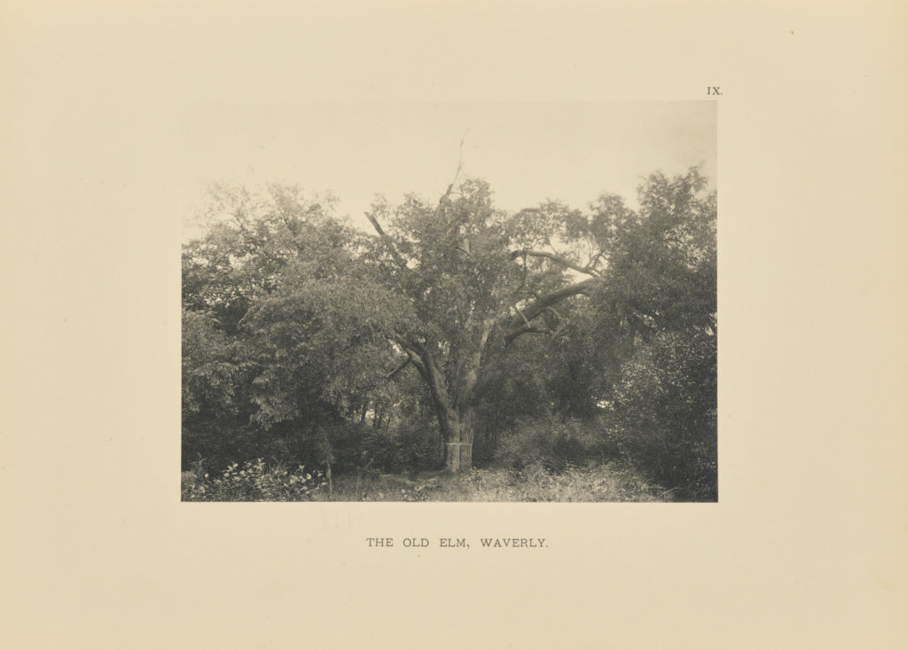 Henry Brooks:The Old Elm, Waverly, Poster Print Wall Art