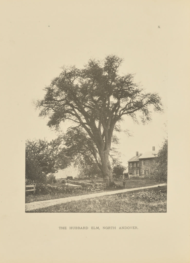 Henry Brooks:The Hubbard Elm, North Andover, Poster Print Wall Art
