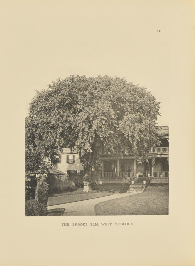 Henry Brooks:The Brooks Elm, West Medford, Poster Print Wall Art