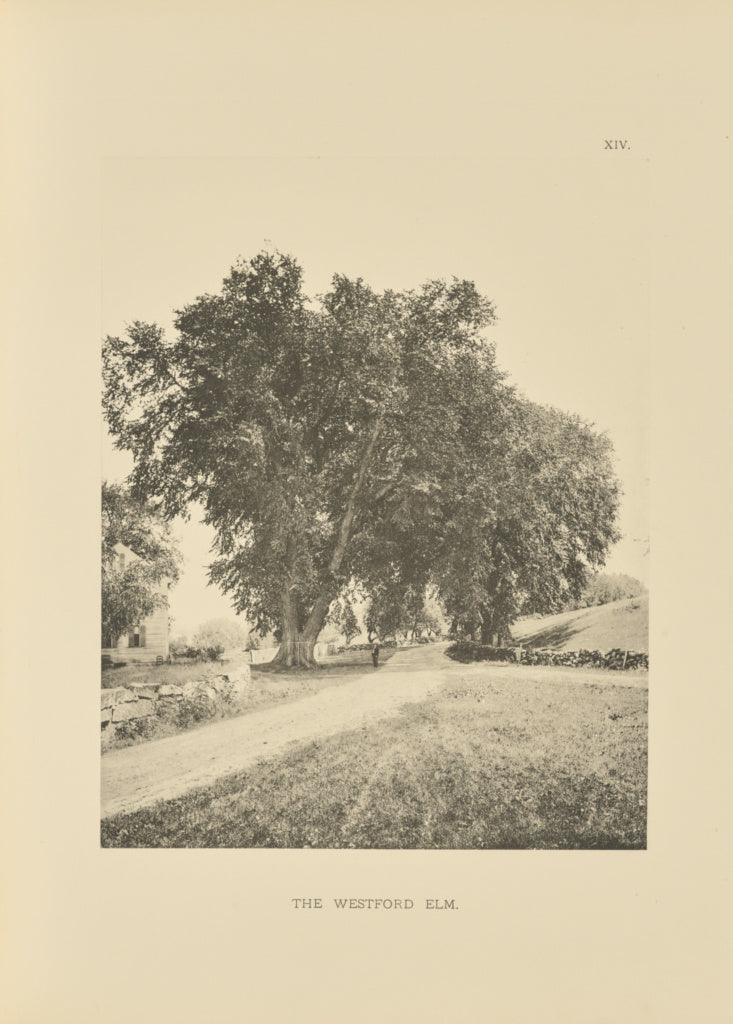 Henry Brooks:The Westford Elm, Poster Print Wall Art