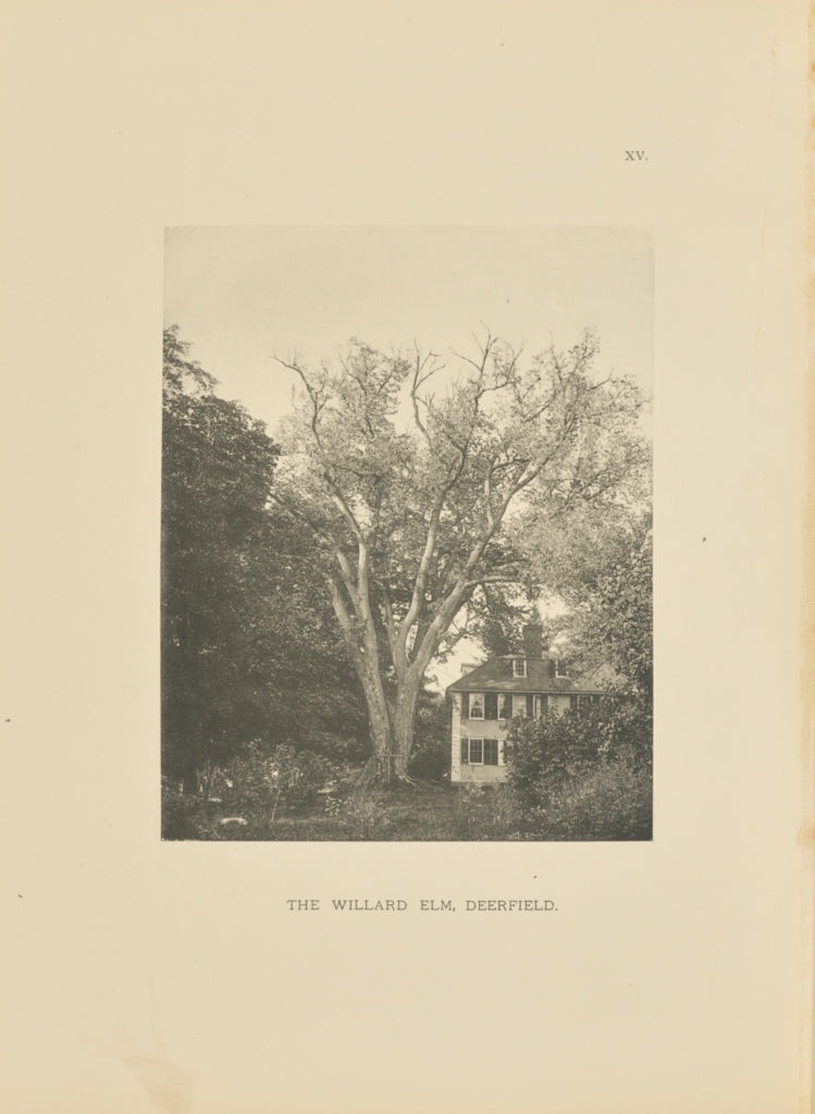 Henry Brooks:The Willard Elm, Deerfield, Poster Print Wall Art