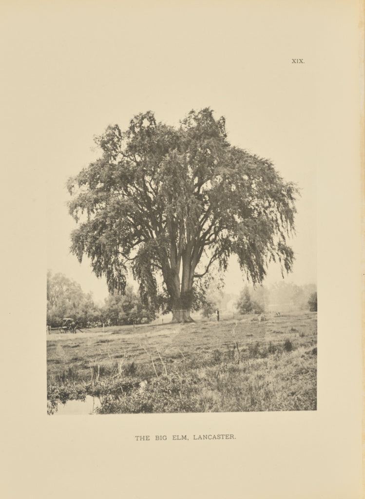 Henry Brooks:The Big Elm, Lancaster, Poster Print Wall Art