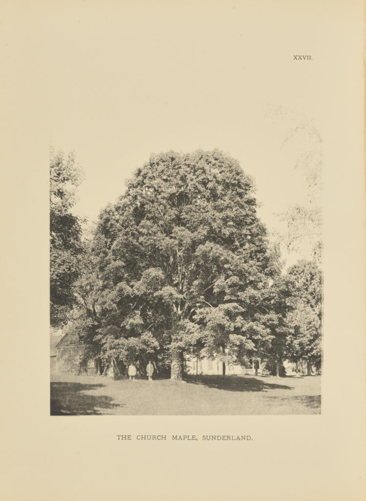 Henry Brooks:The Church Maple, Sunderland, Poster Print Wall Art