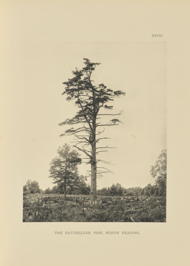 Henry Brooks:The Batchelder Pine, North Reading, Poster Print Wall Art
