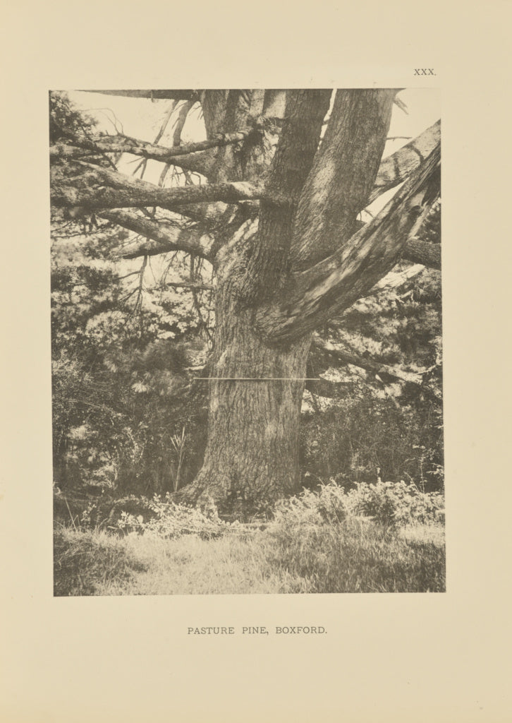 Henry Brooks:Pasture Pine, Boxford, Poster Print Wall Art