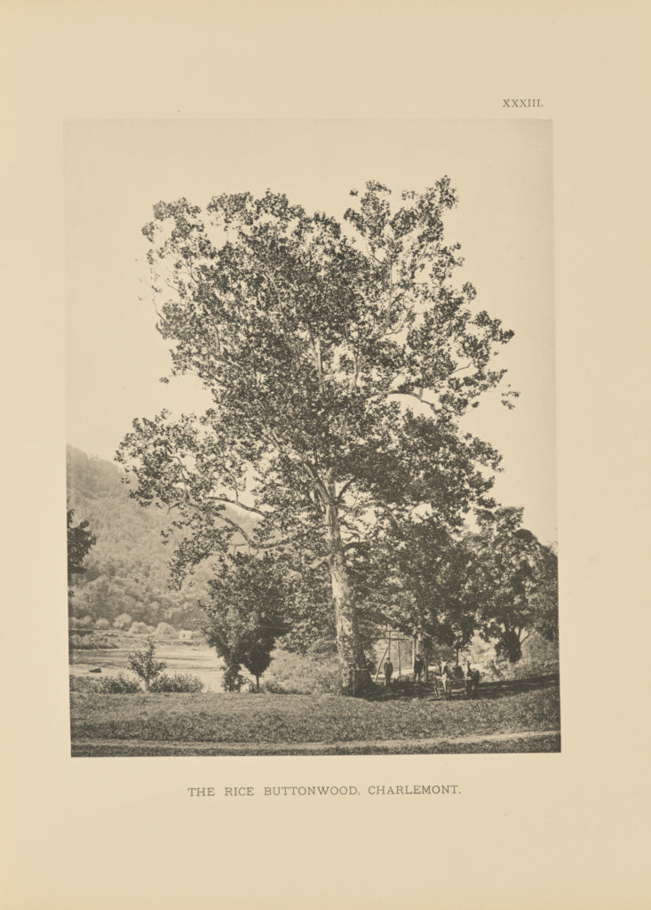 Henry Brooks:The Rice Buttonwood, Charlemont, Poster Print Wall Art