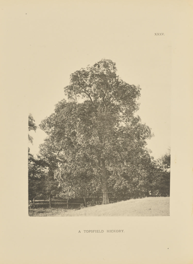 Henry Brooks:A Topsfield Hickory, Poster Print Wall Art