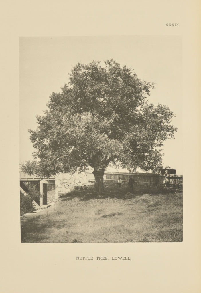 Henry Brooks:Nettle Tree, Lowell, Poster Print Wall Art
