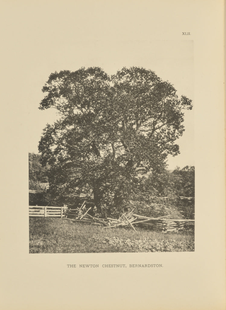 Henry Brooks:The Newton Chestnut, Bernardston, Poster Print Wall Art