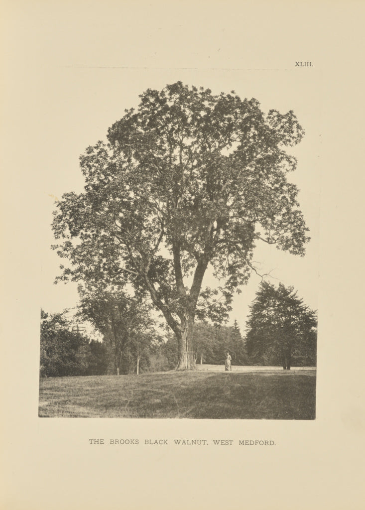 Henry Brooks:The Brooks Black Walnut, West Medford, Poster Print Wall Art