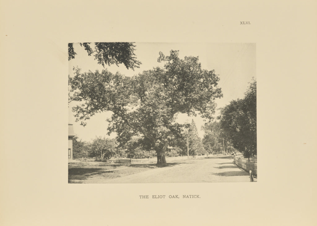 Henry Brooks:The Eliot Oak, Natick, Poster Print Wall Art