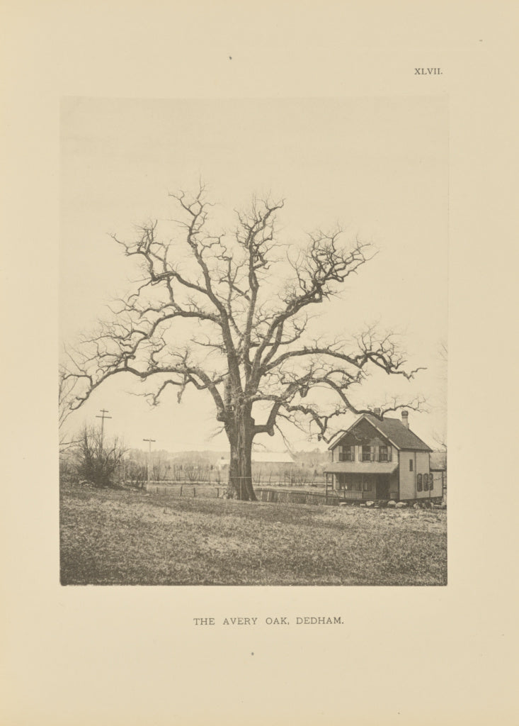 Henry Brooks:The Avery Oak, Dedham, Poster Print Wall Art