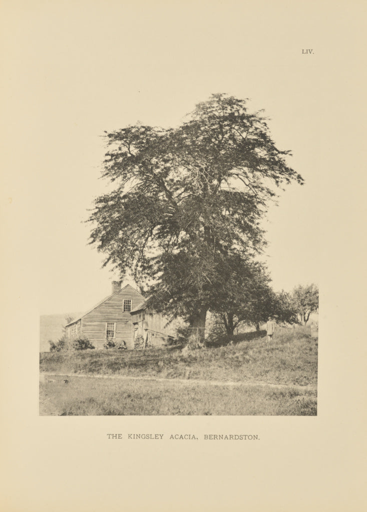 Henry Brooks:The Kingsley Acacia, Bernardston, Poster Print Wall Art