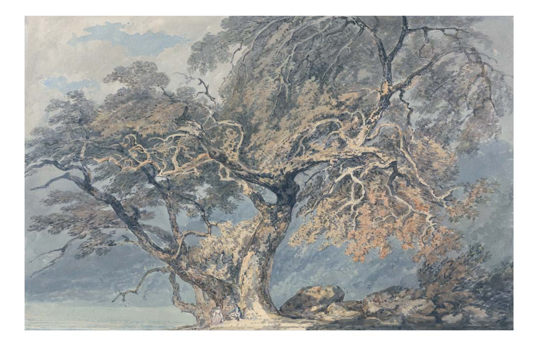 A Great Tree, 1796 by John Mallord William Turner RA