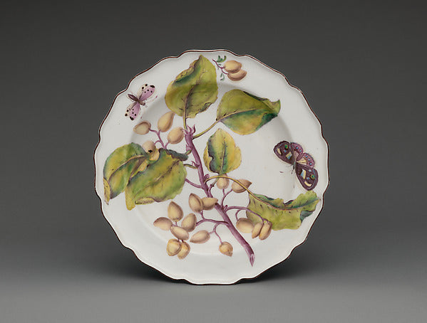 :Botanical plate with spray of fruiting Indian Bean Tree c17-16x12"(A3) Poster