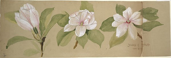 Studies of Magnolias 1891-Tiffany & Co., Poster Print - Wall Art