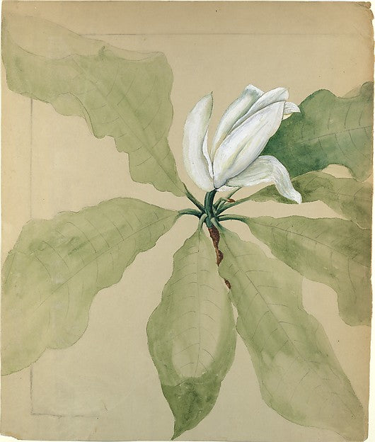 Study of Magnolia Blossom c1891-Tiffany & Co., Poster Print - Wall Art