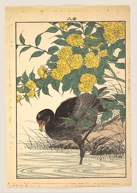 Keinen kach? gafu ,Cormorant and Kerria Rose, from Keine, Poster Print