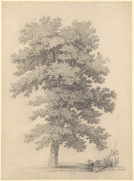 A Plane Tree late 18th–mid-19th cent-Jean Victor Bertin,16x12"(A3) Poster
