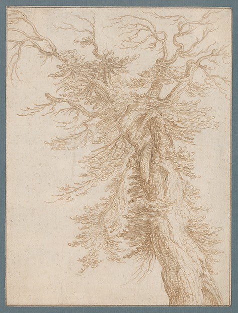 Study of a Tree late 16th–early 17th cent-Jacques de Gheyn II , Poster Print Wall Art