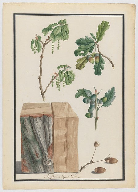 Studies of the blossoms fruits and trunk of an English oak 1, Poster Print Wall Art