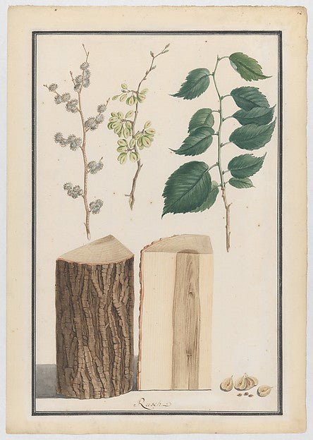 Studies of the leaves blossoms fruits and trunk of an Englis, Poster Print Wall Art