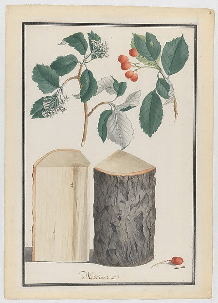 Studies of the leaves blossoms fruits and trunk of a whitebe, Poster Print Wall Art