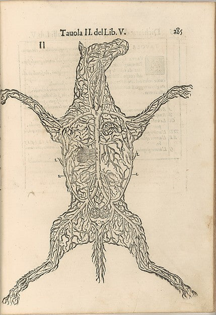 Anatomia del Cavallo. Infirmita del Cavallo 1602-, Poster Print Wall Art