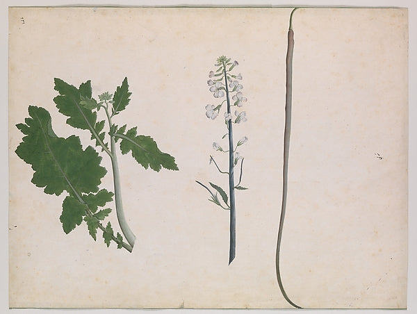 :A Radish Plant Seed and Flower late 18th century-16x12"(A3) Poster