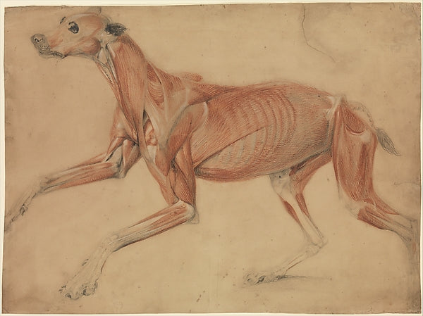 Charles Landseer:A Full Size Écorché Study of a Hound 1821-16x12"(A3) Poster